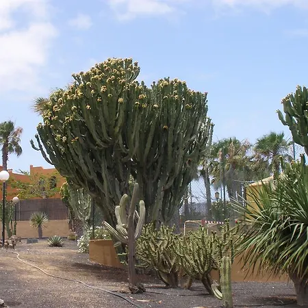 Oasis Dunas 3* קורלחו